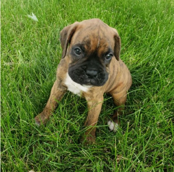 regalo estremamente carino cuccioli di boxer per l'adozione .