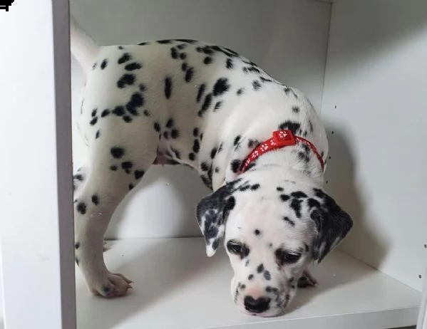  regalo dalmata cuccioli 