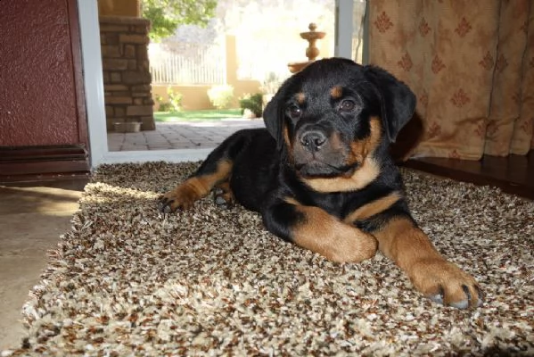 ultimi cuccioli rottweiler