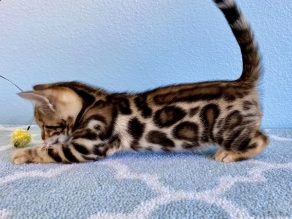 bella gatti bengal | Foto 2