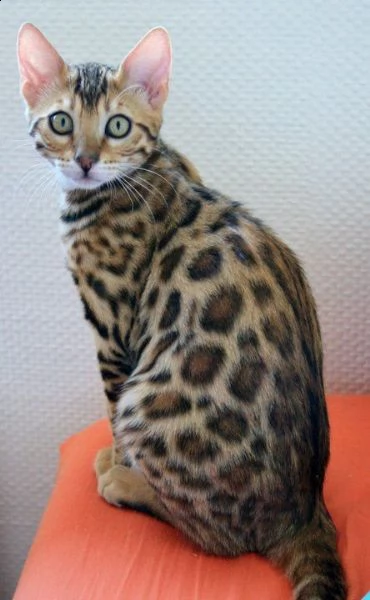 bella gatti bengal | Foto 1