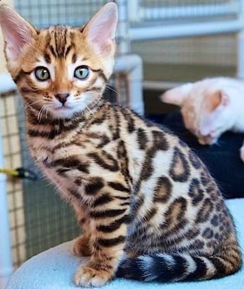 bella gatti bengal | Foto 0