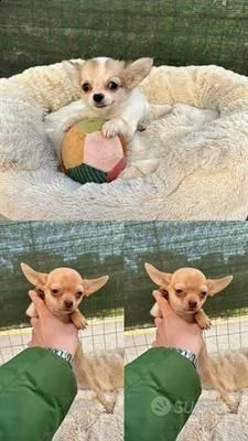 vendiamo cuccioli di chihuahua