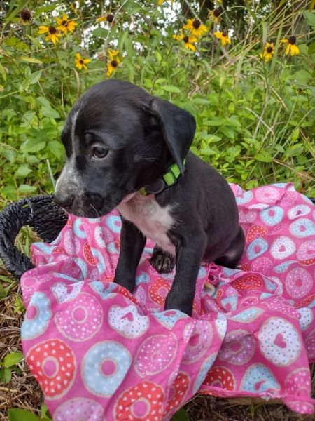 regalo adorabili cuccioli  dobermann  femminucce e maschietti  gratuita 