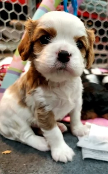 cuccioli di cavalier king  femminucce e maschietti per l'adozione gratuita 