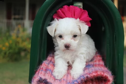 regalo adorabili cuccioli  west highland terrier bianco femminucce e maschietti disponibili 