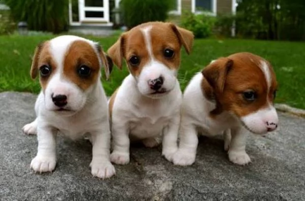 regalo adorabili cuccioli di jack russel femminucce e maschietti