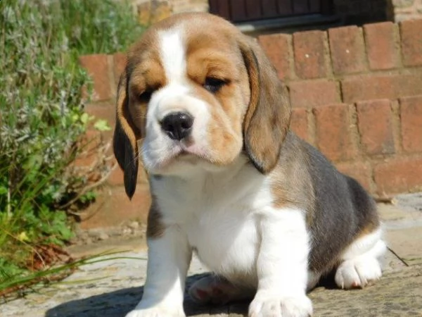 bellissimi cuccioli di beagle | Foto 6