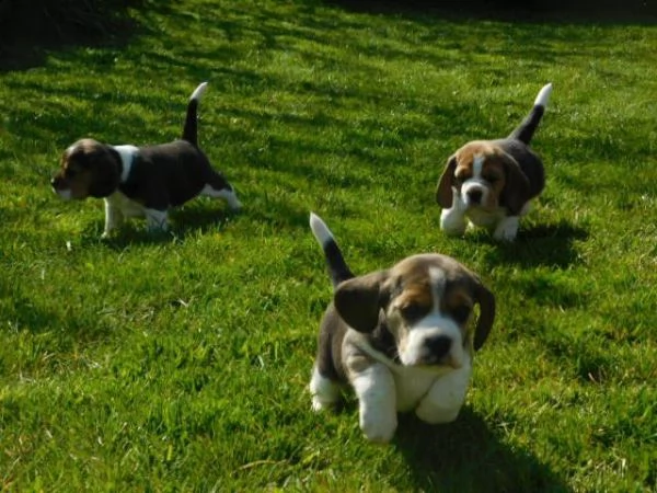 bellissimi cuccioli di beagle