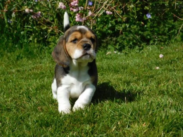 bellissimi cuccioli di beagle | Foto 5