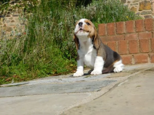 bellissimi cuccioli di beagle | Foto 4