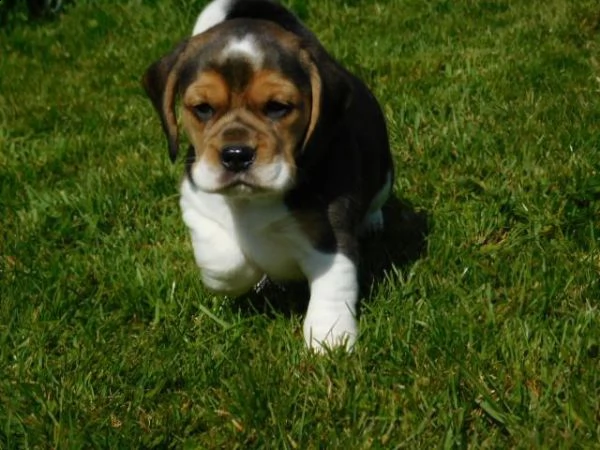 bellissimi cuccioli di beagle | Foto 3