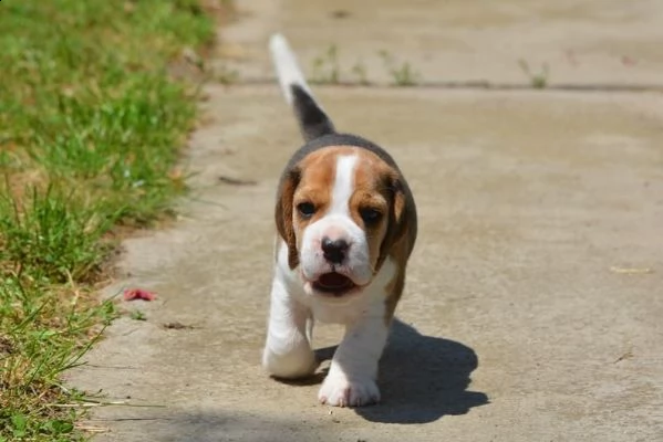 bellissimi cuccioli di beagle | Foto 2