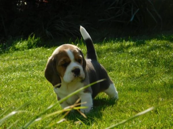 bellissimi cuccioli di beagle | Foto 1