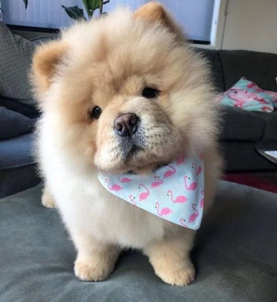 regalo chow chow cuccioli meravigliosi ! 