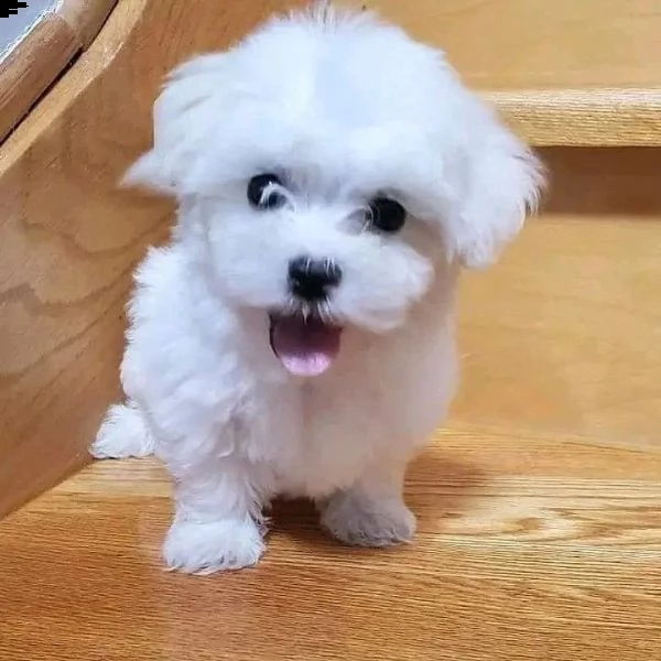 vendo bellissimi cuccioli di maltese | Foto 0