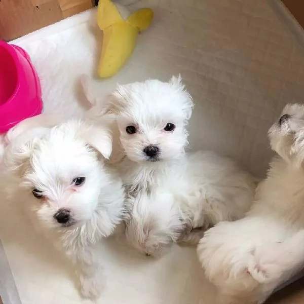 vendo bellissimi cuccioli di maltese