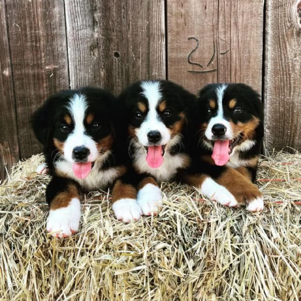 vendo bellissimi cuccioli di bovaro del bernese