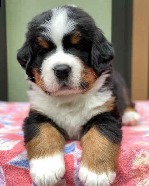 vendo bellissimi cuccioli di bovaro del bernese | Foto 1