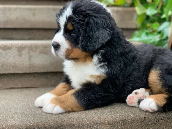 vendo bellissimi cuccioli di bovaro del bernese | Foto 0