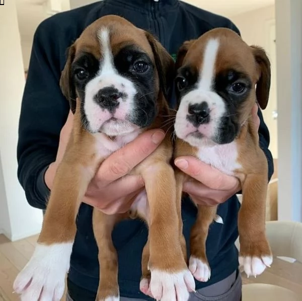 splendidi cuccioli di boxer in vendita | Foto 1