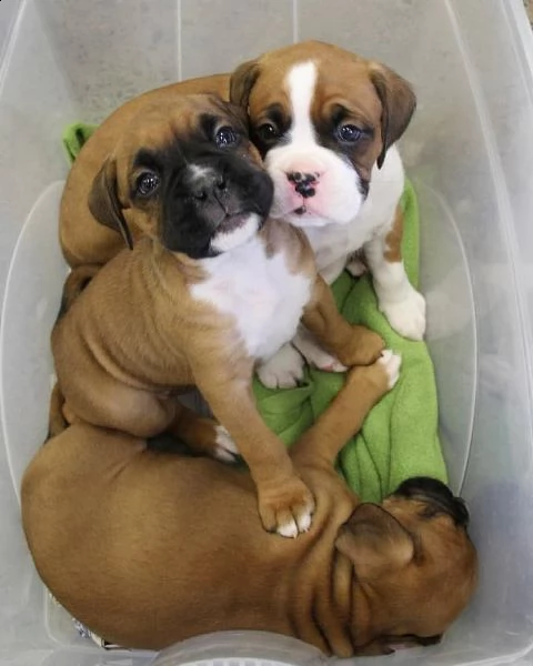 splendidi cuccioli di boxer in vendita | Foto 0