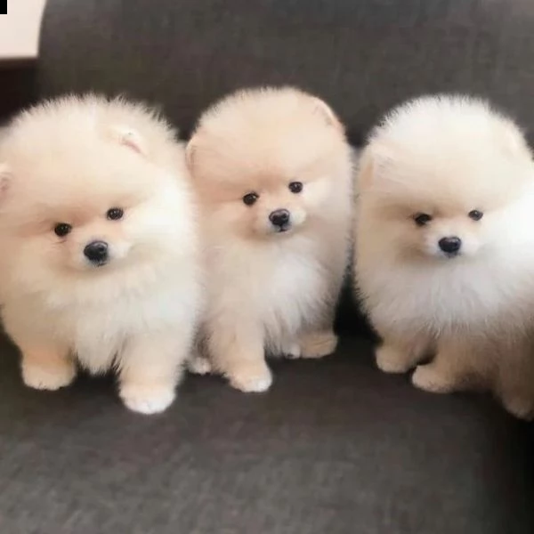 vendo splendidi cuccioli di pomerania