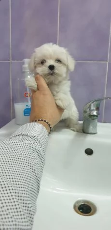 cuccioli di maltese maschi e femmine cercano una nuova famiglia