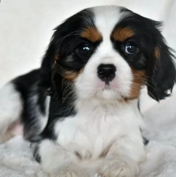 cuccioli di cavalier king  femminucce e maschietti disponibili per l'adozione gratuita 