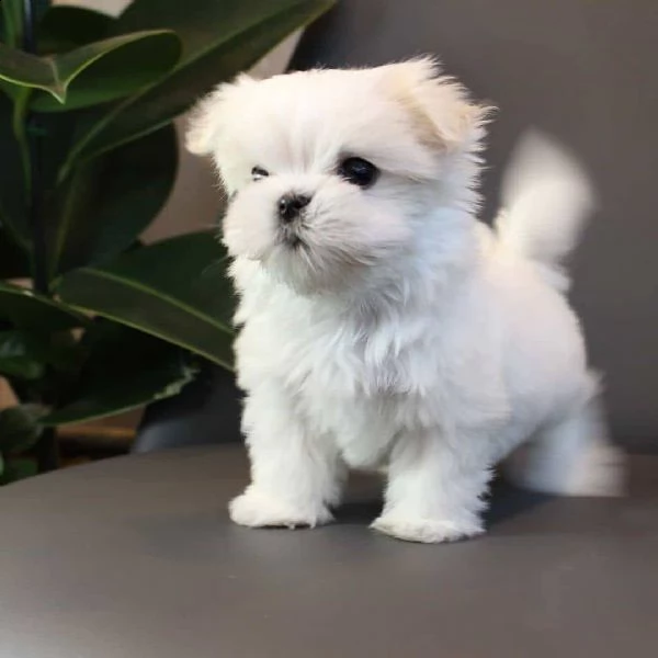 due cuccioli di maltese bianchi