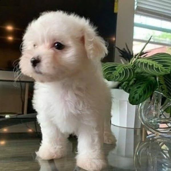 bianchissimi cucciolini maltese