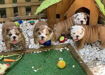 vendita cuccioli di bulldog inglese