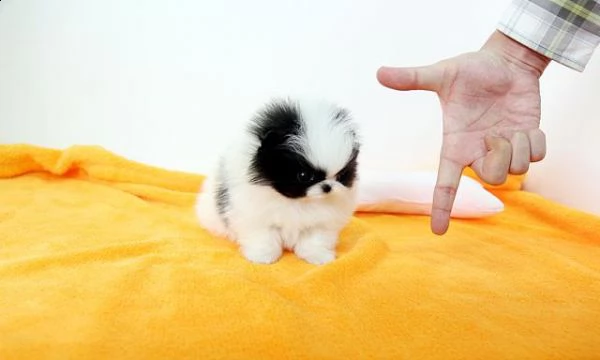 mini cuccioli tipici della pomerania