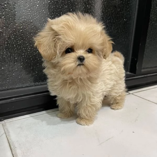 regalo barboncino cuccioli adorabili cuccioli di poodle standart femminucce e maschietti disponibili