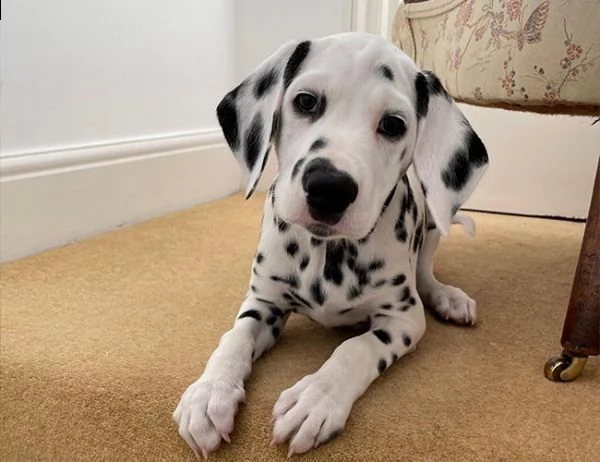 regalo dalmata cuccioli meravigliosi ! 