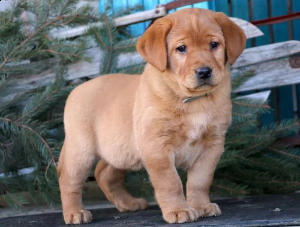 disponibilita di cuccioli di labrador retriver