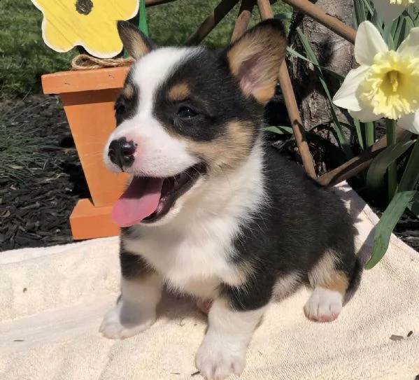 cuccioli di welsh corgi pembroke