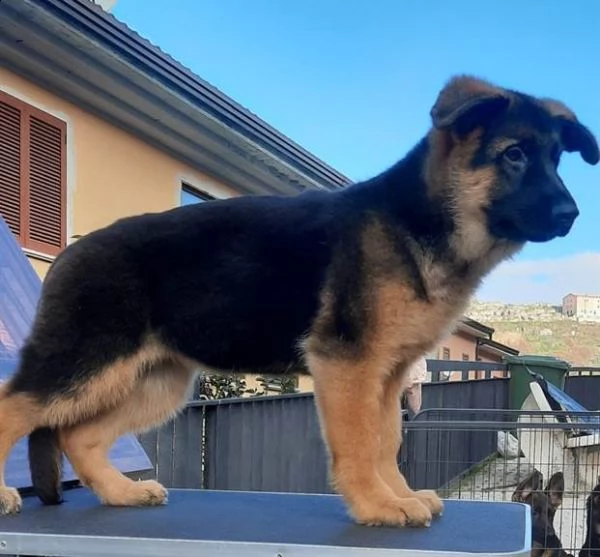 cuccioli di pastore tedesco