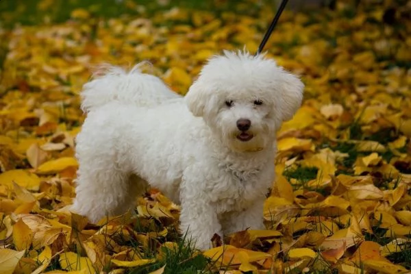 bichon | Foto 0