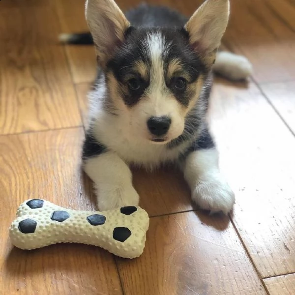 welsh corgi pembroke cuccioli