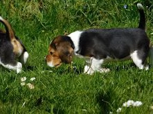 disponibilicuccioli di beagle | Foto 3