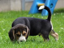 disponibilicuccioli di beagle | Foto 1