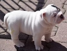 stupendi cuccioli di bulldog inglese | Foto 1