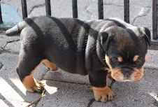 stupendi cuccioli di bulldog inglese | Foto 0