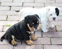 stupendi cuccioli di bulldog inglese