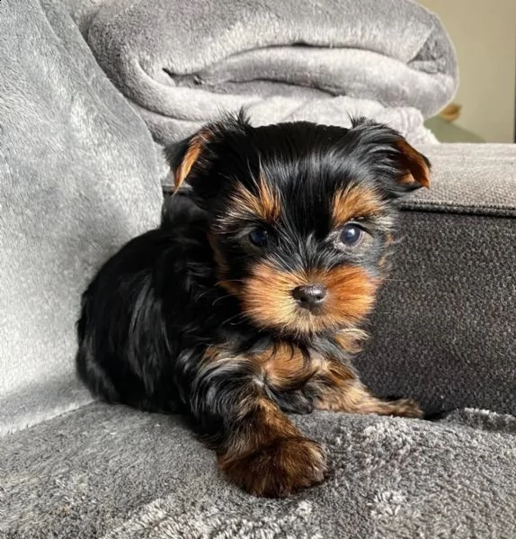 3- standard akc yorkshire terrier cuccioli | Foto 1