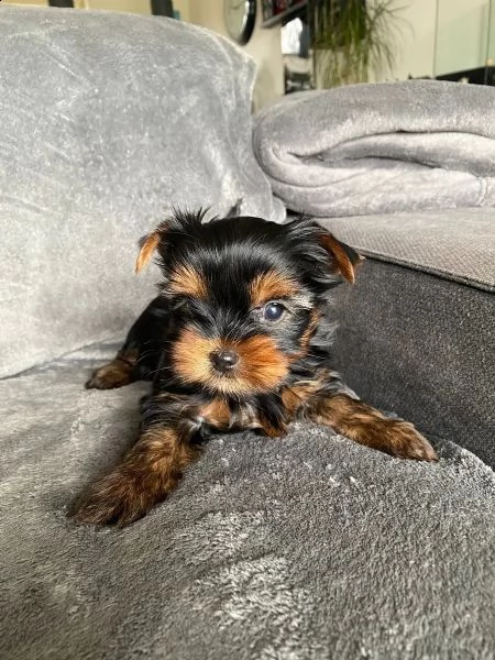 3- standard akc yorkshire terrier cuccioli | Foto 0