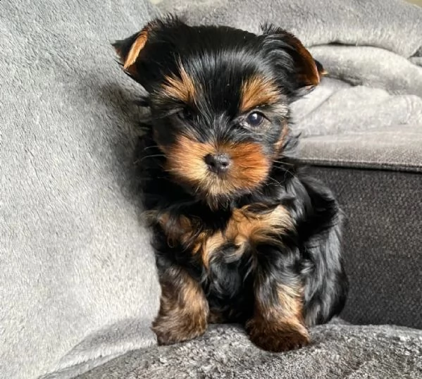 3- standard akc yorkshire terrier cuccioli