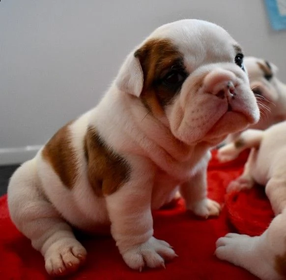 regalo bulldog inglese cuccioli disponibili