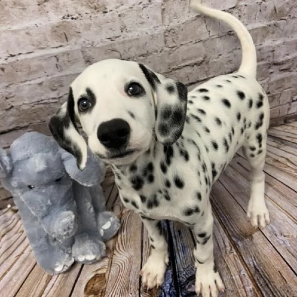 regalo dalmata cuccioli meravigliosi ! 